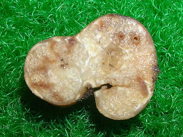 I funghi della foresta di Thann